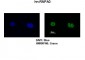 HNRPA0 antibody - middle region